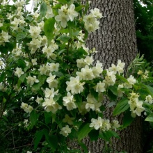 Iasomie-Philadelphus Coronarius
