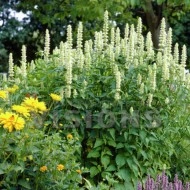 Korean mint-Agastache rugosa alba - Img 2