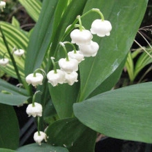 Lacramioara-Convallaria majalis - Img 4