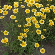 Layia Platyglossa