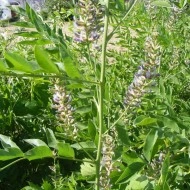 Lemn Dulce-Glycyrrhiza Glabra - Img 4