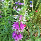 Lemon beebalm-Monarda citriodora