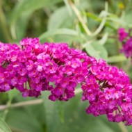 Liliac de vara-Buddleja Davidii Royal Red