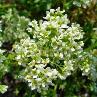 Lingureaua-Cochlearia officinalis - Img 7