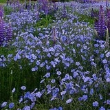 Linum-In decorativ blue - Img 2