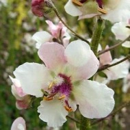 Lumanarica-Verbascum blattaria Albiflorum