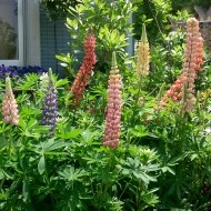 Lupin peren-Lupinus polyphyllus mix - Img 3