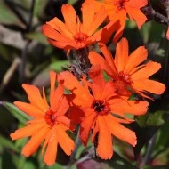 Lychnis Arkwrightii Vesuvius - Img 4