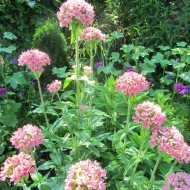 Lychnis chalcedonica Carnea-roz - Img 2