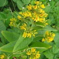 Lysimachia vulgaris - Img 2