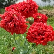 Mac Somniferum Scarlet Peony