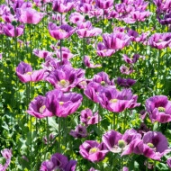 Mac Somniferum Single Lilac - Img 2