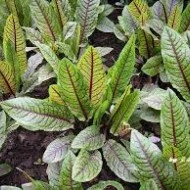 Macris Red veined-Rumex Sanguineus - Img 5