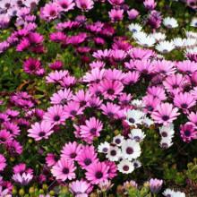 Margareta Africana-Osteospermum ecklonis