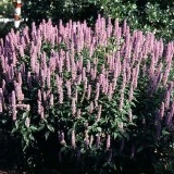 Mexican Hyssop-Agastache mexicana - Img 3