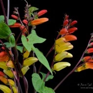 Mina lobata - Img 2