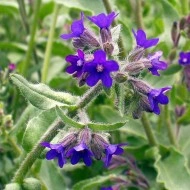 Miruta-Anchusa officinalis - Img 6