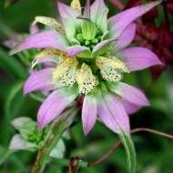 Monarda punctata-Spotted Bee Balm