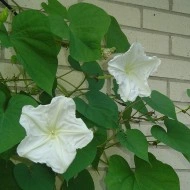 Moonflower-Ipomoea alba - Img 6