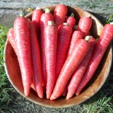 Morcov Atomic Red