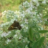 Mountain Mint-Pycnanthemum mix - Img 3