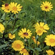 Musetel galben-Anthemis tinctoria