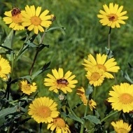 Musetel galben-Anthemis tinctoria - Img 3