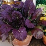 Mustar Red Giant