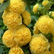 Nalba de gradina Double Yellow