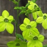 Nicotiana-Regina noptii Lime Green