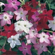Nicotiana-Regina noptii mix