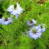 Nigella Damascena-Negrilica de Damasc - Img 3