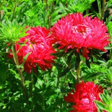 Ochiul boului-Callistephus chinensis Milady Scarlet