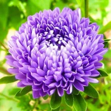 Ochiul boului-Callistephus chinensis Paeony Blue - Img 3