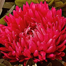 Ochiul boului-Callistephus chinensis Paeony Red