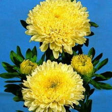 Ochiul boului-Callistephus chinensis Princess Yellow - Img 2