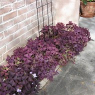 Oxalis Triangularis