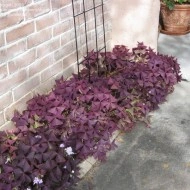 Oxalis Triangularis - Img 7
