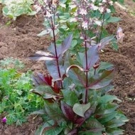 Penstemon Mystica  - Img 3