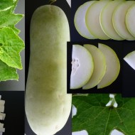 Pepene galben de iarna Wax Gourd