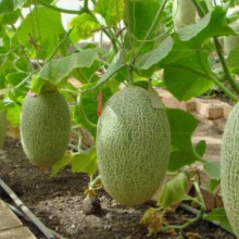 Pepene galben Melba