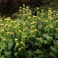 Phlomis russeliana-Ierusalim Salvie - Img 1