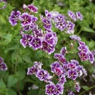 Phlox Drummondii Sugar Stars - Img 4