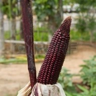 Porumb dulce Purple Corn - Img 4