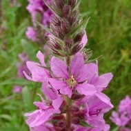 Rachitan-Lithrum Salicaria