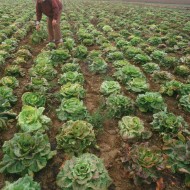 Radicchio Variegata di Castelfranco