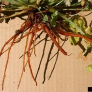 Rostopasca-Chelidonium Majus