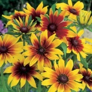 Rudbeckia Hirta Gloriosa Daisy - Img 3