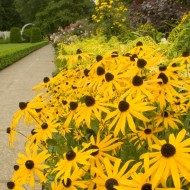Rudbeckia Hirta My Joy