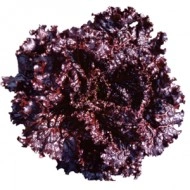 Salata Black Rose - Img 2